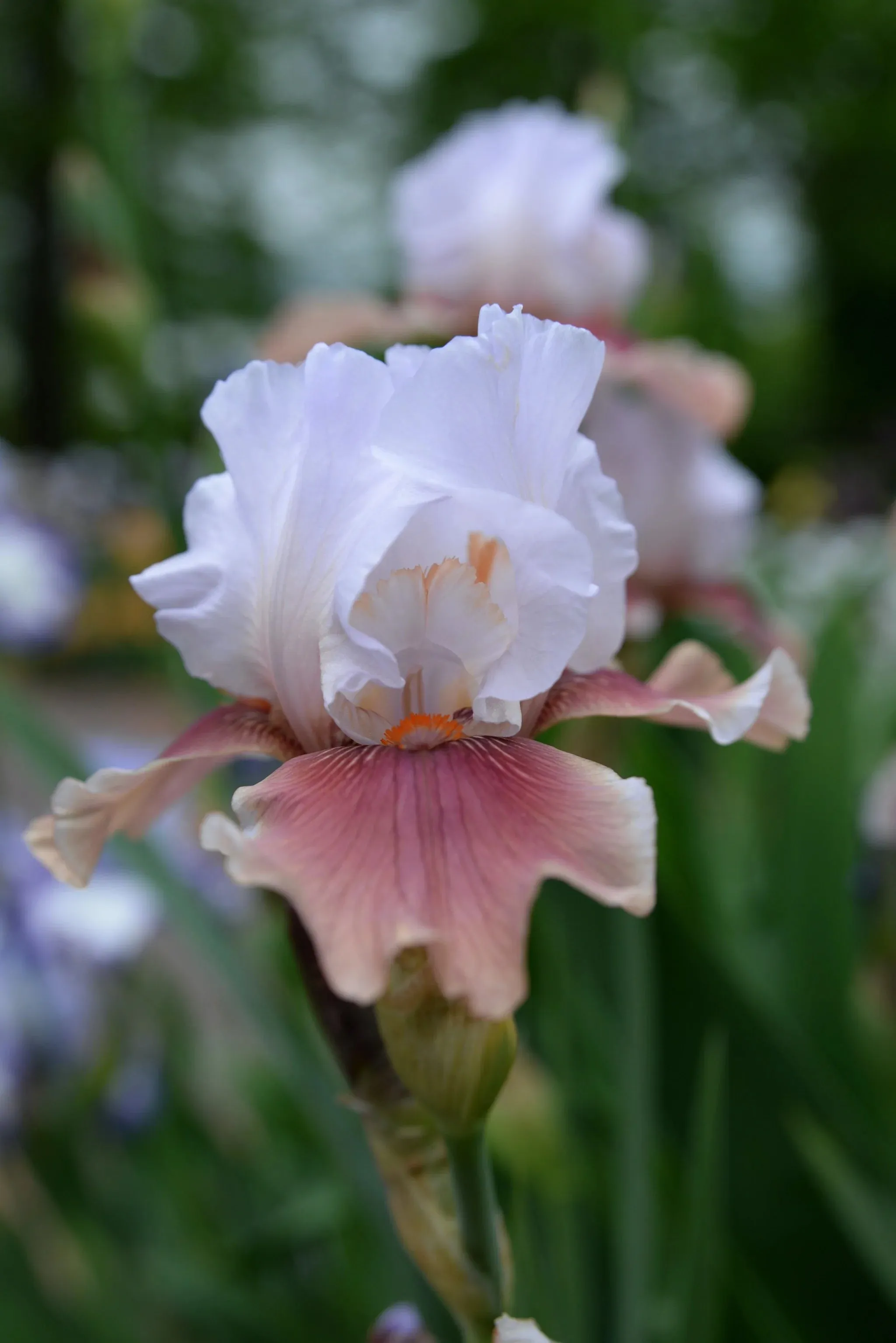 Rhi & White Iris Candle